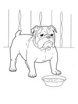 coloriage chien bulldog avec sa gamelle